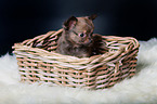 Chihuahua Puppy