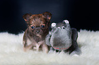 Chihuahua Puppy