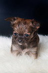 Chihuahua Puppy