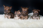 4 Chihuahua Puppies