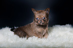 Chihuahua Puppy