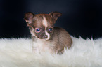 Chihuahua Puppy