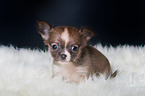 Chihuahua Puppy