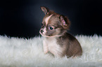 Chihuahua Puppy