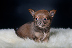 Chihuahua Puppy