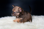 Chihuahua Puppy