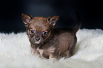Chihuahua Puppy