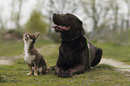 2 dogs