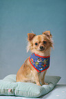 sitting Chihuahua