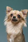 Chihuahua Portrait
