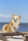 standing Chihuahua