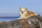 lying Chihuahua