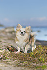 standing Chihuahua