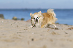 Chihuahua on the beach