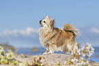 standing Chihuahua