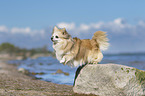 Chihuahua jumps from a stone