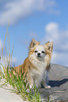 sitting Chihuahua