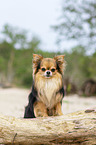 sitting Chihuahua