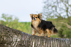 standing Chihuahua