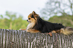 lying Chihuahua