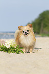 standing Chihuahua