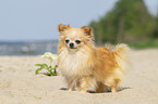 standing Chihuahua