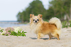standing Chihuahua