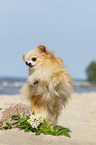 Chihuahua stands on hind legs