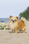 standing Chihuahua