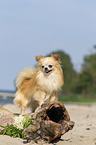 standing Chihuahua