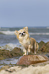 standing Chihuahua