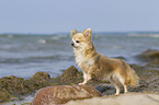 standing Chihuahua