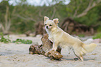 standing Chihuahua