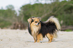 standing Chihuahua