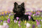 Chihuahua in spring