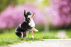 Chihuahua Puppy