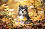 sitting Chihuahua