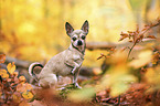 sitting Chihuahua