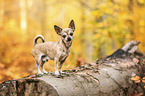 Chihuahua
