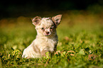 Chihuahua Puppy