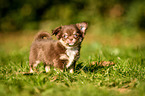 Chihuahua Puppy