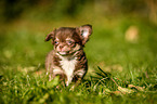 Chihuahua Puppy