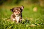 Chihuahua Puppy