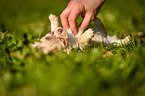 Chihuahua Puppy