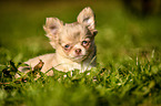 Chihuahua Puppy