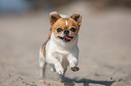 running Chihuahua