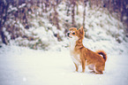 Chihuahua in the snow