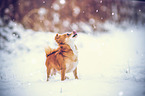 Chihuahua in the snow