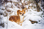Chihuahua in the snow