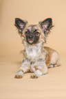 Chihuahua in the studio
